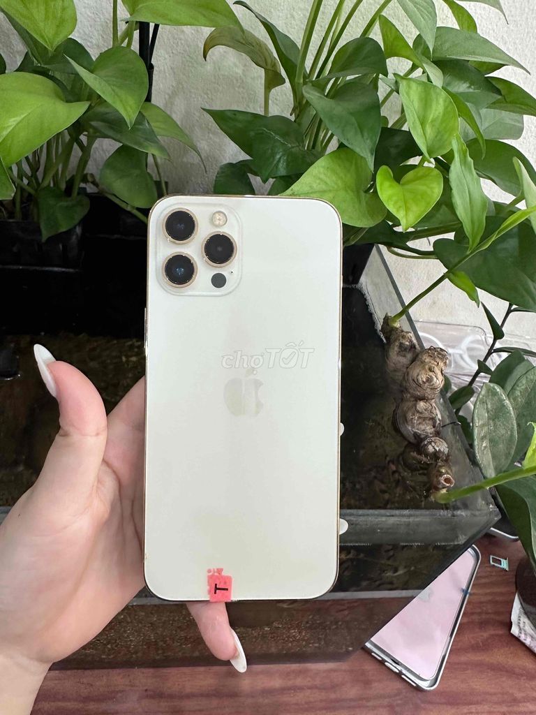 Apple iPhone 12 Pro Max 256GB Vàng 95%. Mua bán Điện thoại tại Quận Bắc Từ Liêm Hà Nội được đăng bởi Nam APPLE hình 1