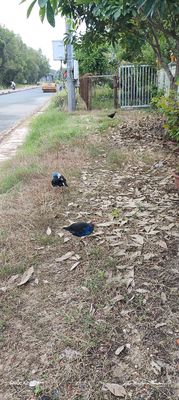 Bán chim Trích cồ. Mua bán Chim tại Huyện Dương Minh Châu Tây Ninh được đăng bởi Cún Con  