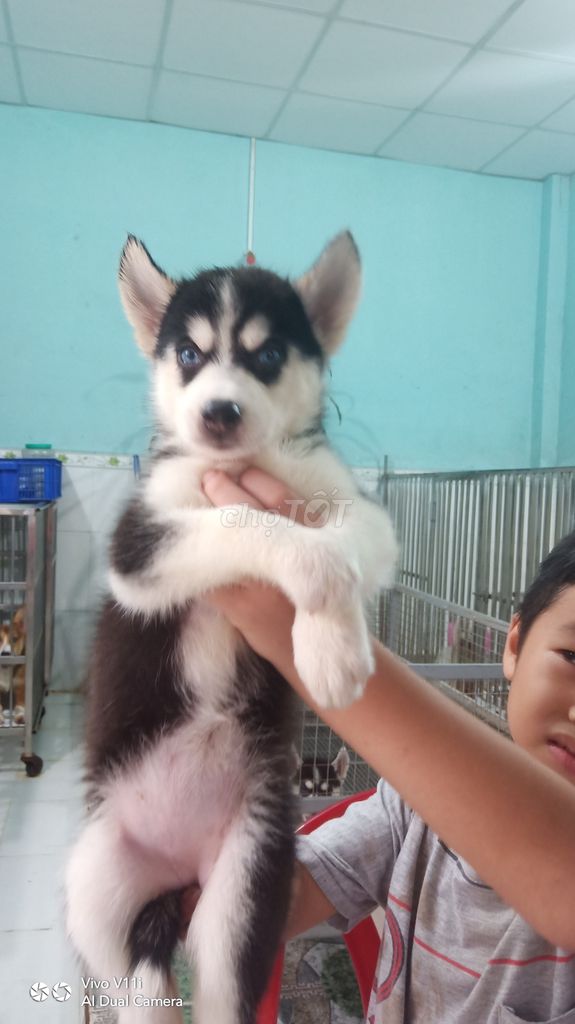 0908352840 - Trại Chó Hoàng Dũng Bán Bầy Husky 2 Tháng Tuổi