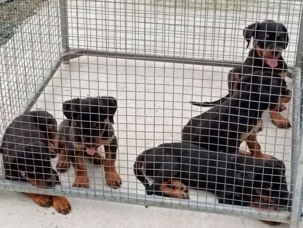 Chó Rottweiler HG. Mua bán Chó tại Thành phố Vị Thanh Hậu Giang được đăng bởi Nhân Rottweiler  hình 1