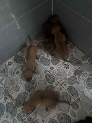 Thanh lý chó phú quốc và chó rot. Mua bán Chó tại Quận 7 Tp Hồ Chí Minh được đăng bởi Minh Thiện