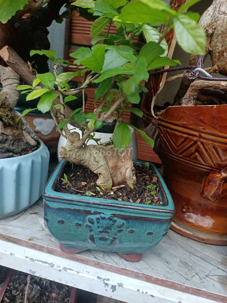 thanh lý cho gọn. Mua bán Cây cảnh, đồ trang trí tại Huyện Hóc Môn Tp Hồ Chí Minh được đăng bởi Lạc Trôi hình 1
