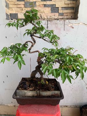 khế nhật siêu trái,bonsai để bàn hợp phong thuỷ