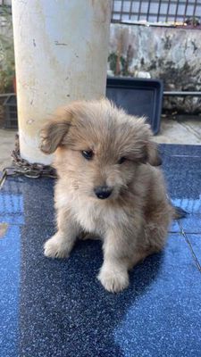 Chó con Nâu vàng Khỏe mạnh