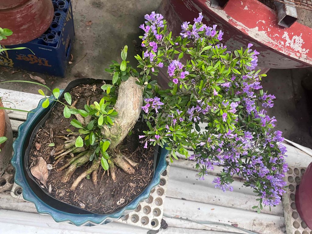 Cây cảnh Linh sam Tím. Mua bán Cây cảnh, đồ trang trí tại Huyện Long Hồ Vĩnh Long được đăng bởi Nguyen Tan hình 1