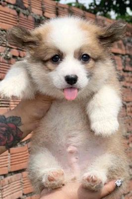 Chó Corgi đực khỏe mạnh