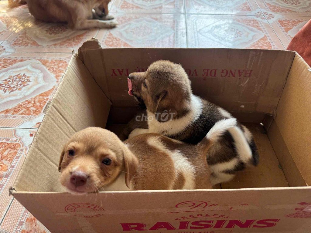 Chó con Nâu trắng khỏe mạnh. Mua bán Chó tại Thành phố Biên Hòa Đồng Nai được đăng bởi Hiếu bùi hình 1