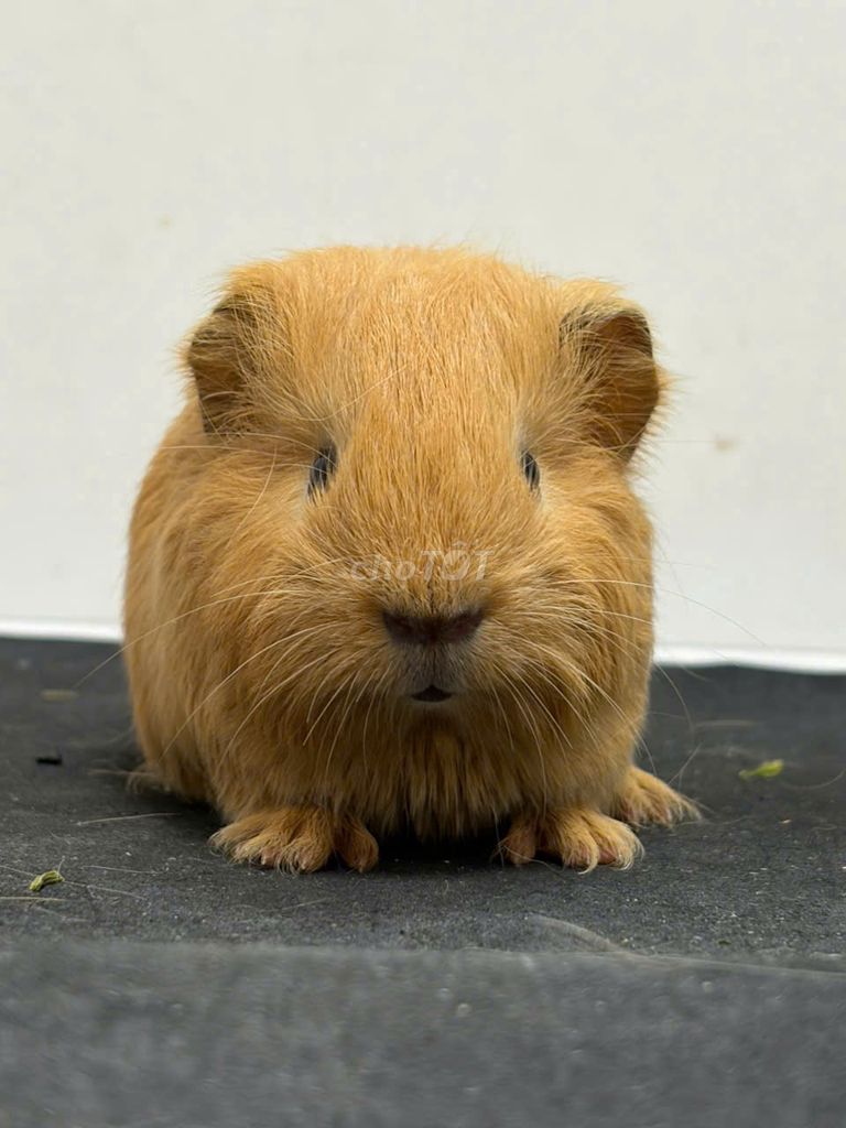bọ ú ame, teddy, crested, cali 300k-500k 1 bé ở HN. Mua bán Thú cưng khác tại Quận Thanh Xuân Hà Nội được đăng bởi Cao Tường Vi  hình 1