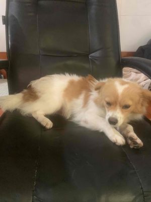 cần bán chú chó như hình có thể xem trực tiếp. Mua bán Chó tại Quận Ngũ Hành Sơn Đà Nẵng được đăng bởi Đặng Ng Quang Nghĩa