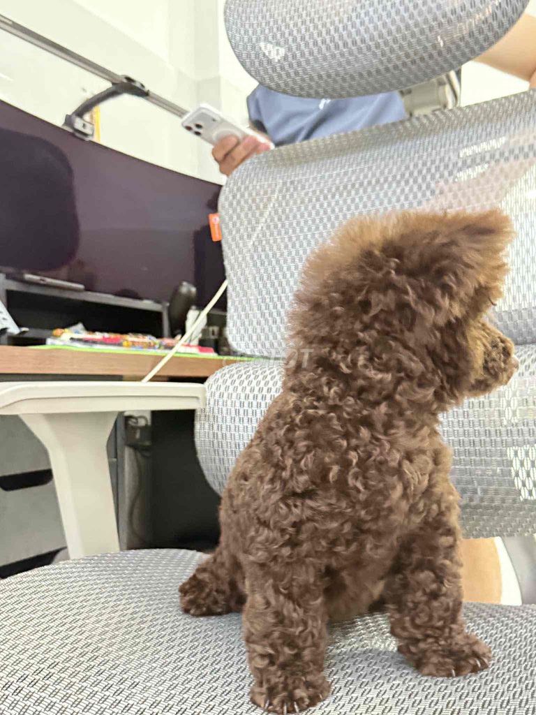 Tìm chủ cho cặp poodle như ảnh. Mua bán Chó tại Thành phố Tây Ninh Tây Ninh được đăng bởi Duy hình 5