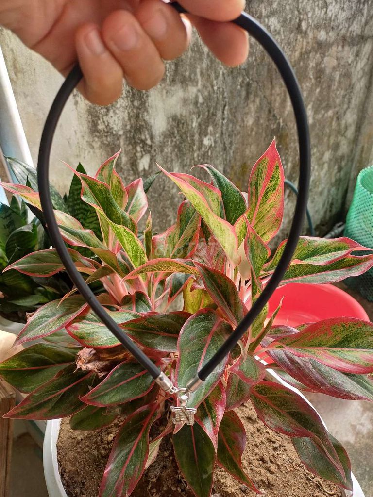 Dây chuyền Bạc 48cm. Mua bán Phụ kiện thời trang khác tại Thành phố Đồng Xoài Bình Phước được đăng bởi PN Ngọc Minh hình 1