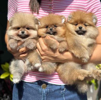 chó pom 2,5 tháng tuổi mầu vàng cam tìm chủ. Mua bán Chó tại Quận Hai Bà Trưng Hà Nội được đăng bởi Nguyễn Hữu
