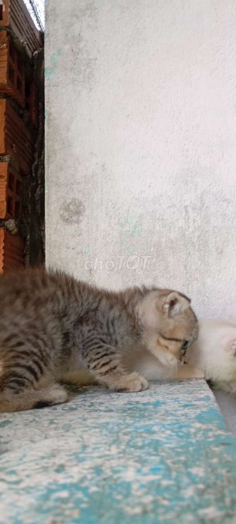 Bán Mèo Con Siêu Cưng, Bố Golden Mẹ Tabby . Mua bán Mèo tại Thị xã Tân Uyên Bình Dương được đăng bởi Võ Minh Kha hình 1