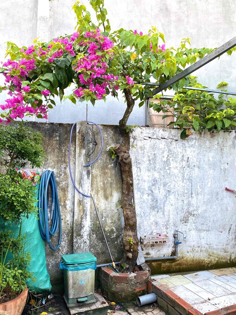 bông giấy tím. Mua bán Cây cảnh, đồ trang trí tại Huyện Phong Điền Cần Thơ được đăng bởi mê gà nồi hình 1