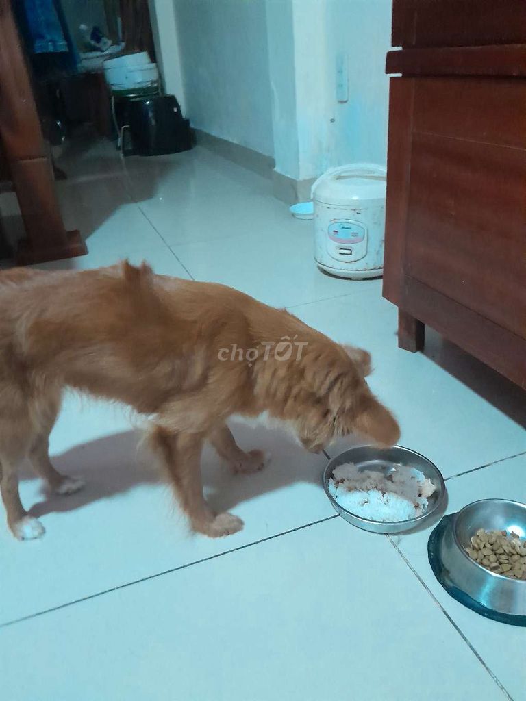 Minh muốn cho tăng mot bé chó phốc bướm lai cho bd. Mua bán Chó tại Quận Ba Đình Hà Nội được đăng bởi Long Hoang hình 1