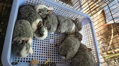 thỏ hà lan lùn lớn hết cỡ 900g. Mua bán Thú cưng khác tại Thành phố Thủ Đức Tp Hồ Chí Minh được đăng bởi Pets Crush Sài Gòn 