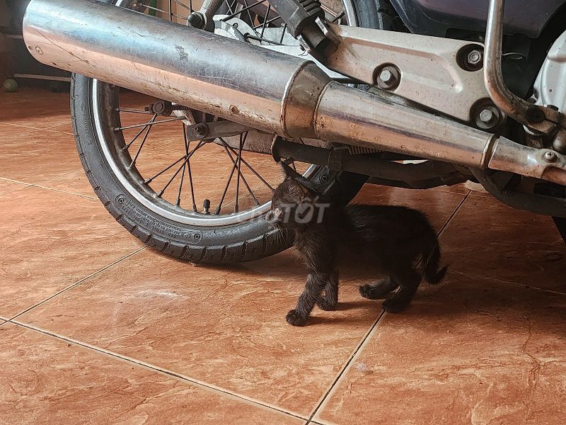 Mèo Tam thể Cái 3-4 tháng Đã tiêm. Mua bán Mèo tại Quận Tân Bình Tp Hồ Chí Minh được đăng bởi Thang hình 1