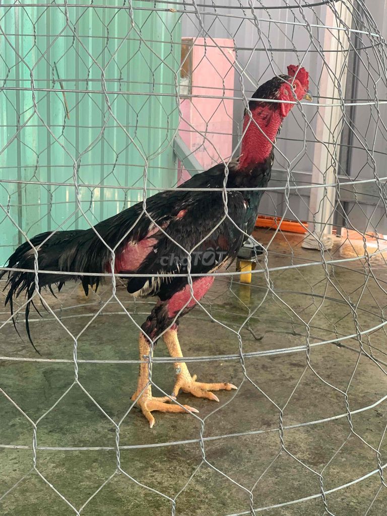 Gà Đòn 3.3kg Đen, Đỏ chốt đen tơ zin. Mua bán Gà tại Huyện Thủ Thừa Long An được đăng bởi Tạp hoá GÀ hình 1