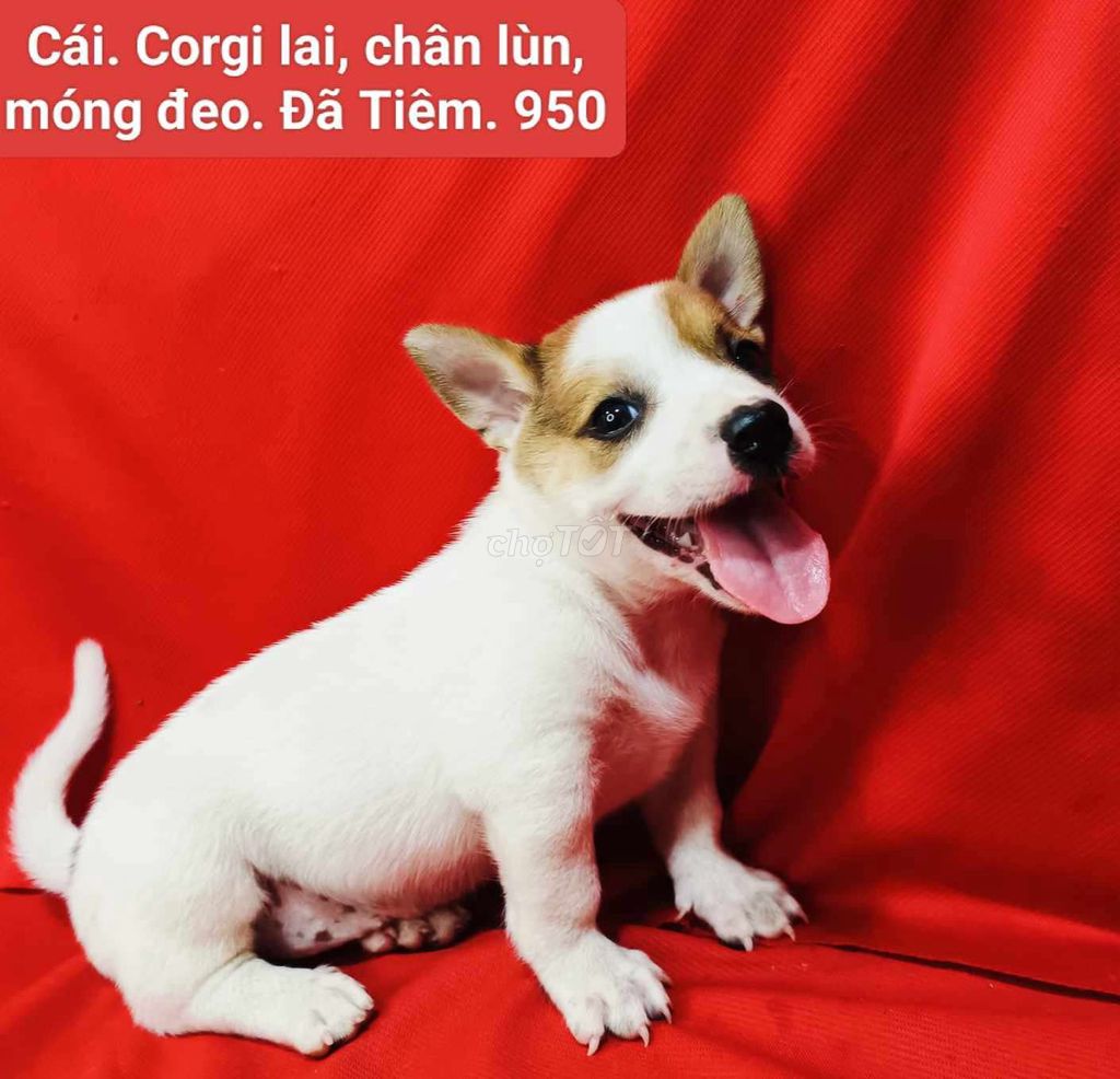 Corgi lai, chihuahua lai. Mua bán Chó tại Quận 12 Tp Hồ Chí Minh được đăng bởi Thanh hình 2