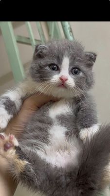 mèo anh lông ngắn thuần chủng bicolo tai cụp