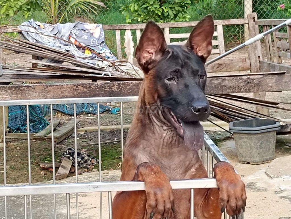 Chó Xoáy Thái Lan Cái 5 tháng Mảng khét. Mua bán Chó tại Thành phố Vũng Tàu Bà Rịa - Vũng Tàu được đăng bởi Nhân Rottweiler  hình 1