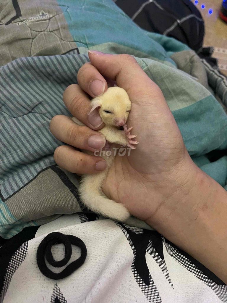 Sóc Bay Úc Lucy 3-4 tuần khỏe mạnh. Mua bán Thú cưng khác tại Quận Bình Tân Tp Hồ Chí Minh được đăng bởi Minh Thiện hình 1