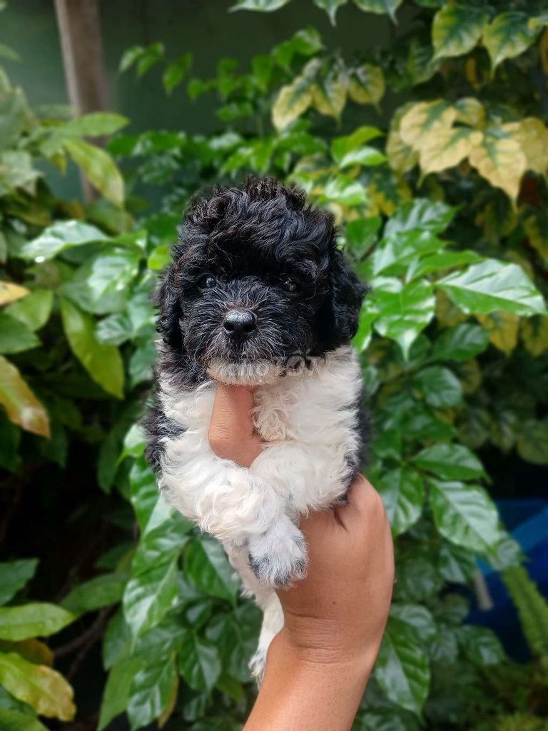Chó Poodle đực nhỏ màu Bò sữa. Mua bán Chó tại Quận 6 Tp Hồ Chí Minh được đăng bởi Thiện 6868 hình 1