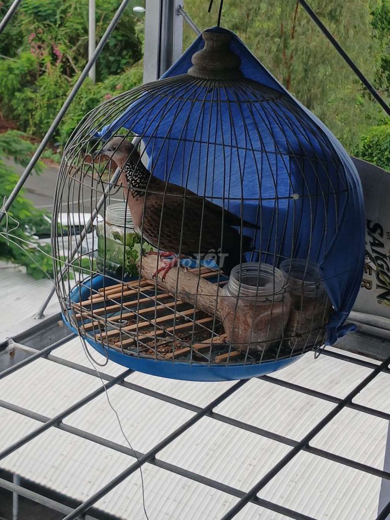 Chim cu gáy Nâu đốm Khỏe mạnh. Mua bán Chim tại Quận 7 Tp Hồ Chí Minh được đăng bởi SAM  hình 1
