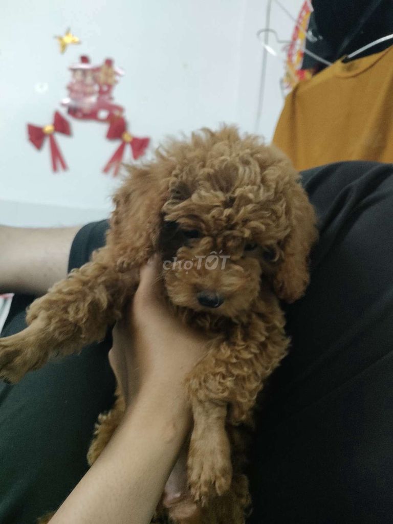 Chó Poodle cái 2 tháng tuổi. Mua bán Chó tại Quận 7 Tp Hồ Chí Minh được đăng bởi Hoàng Long Ngô hình 1