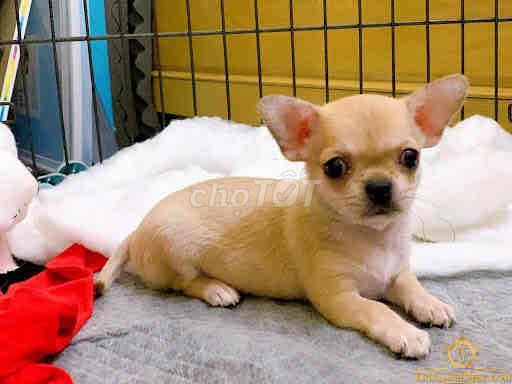 nhà còn 1 bé chihuahua cái đã tiêm ngừa 2 mũi