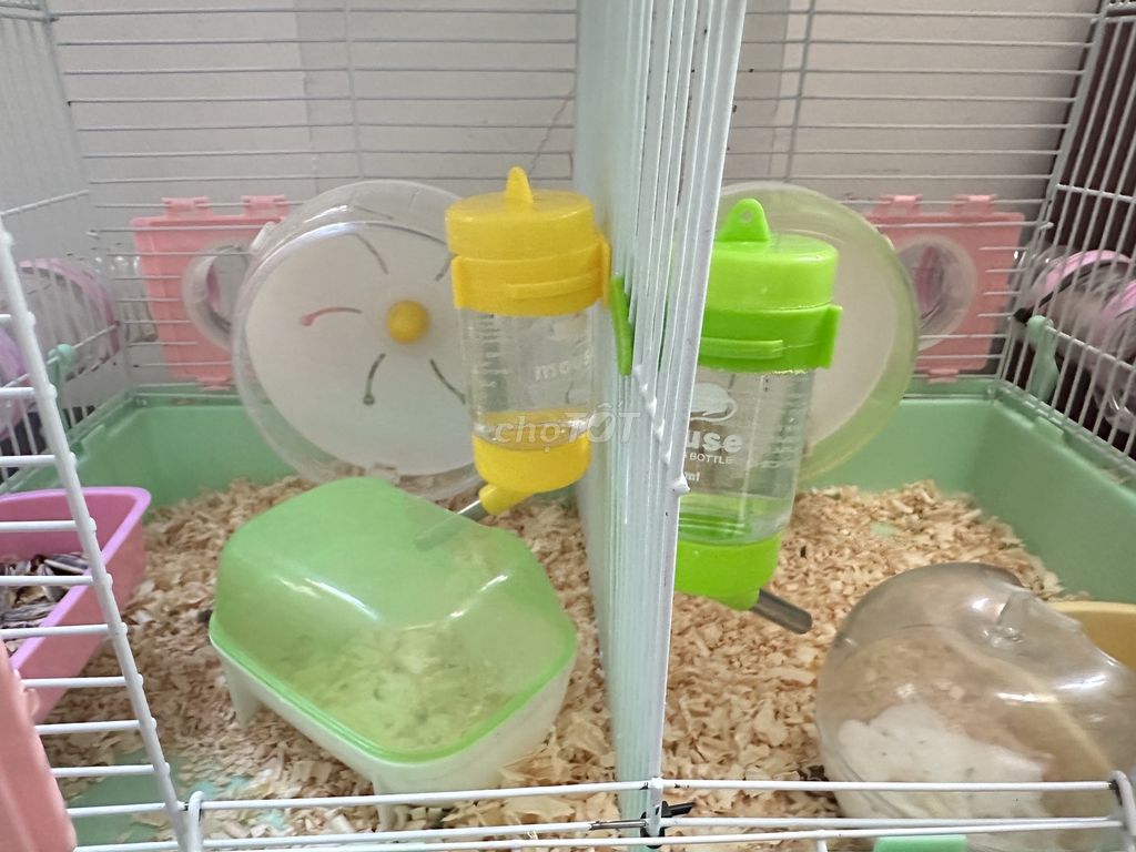 Chuồng& Chuột Hamster Winter White 1 tháng. Mua bán Thú cưng khác tại Quận Tân Phú Tp Hồ Chí Minh được đăng bởi Chị Trâm hình 1