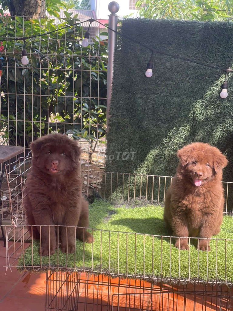 Chó đực màu Nâu. Mua bán Chó tại Thành phố Thủ Đức Tp Hồ Chí Minh được đăng bởi cho H mong hình 1