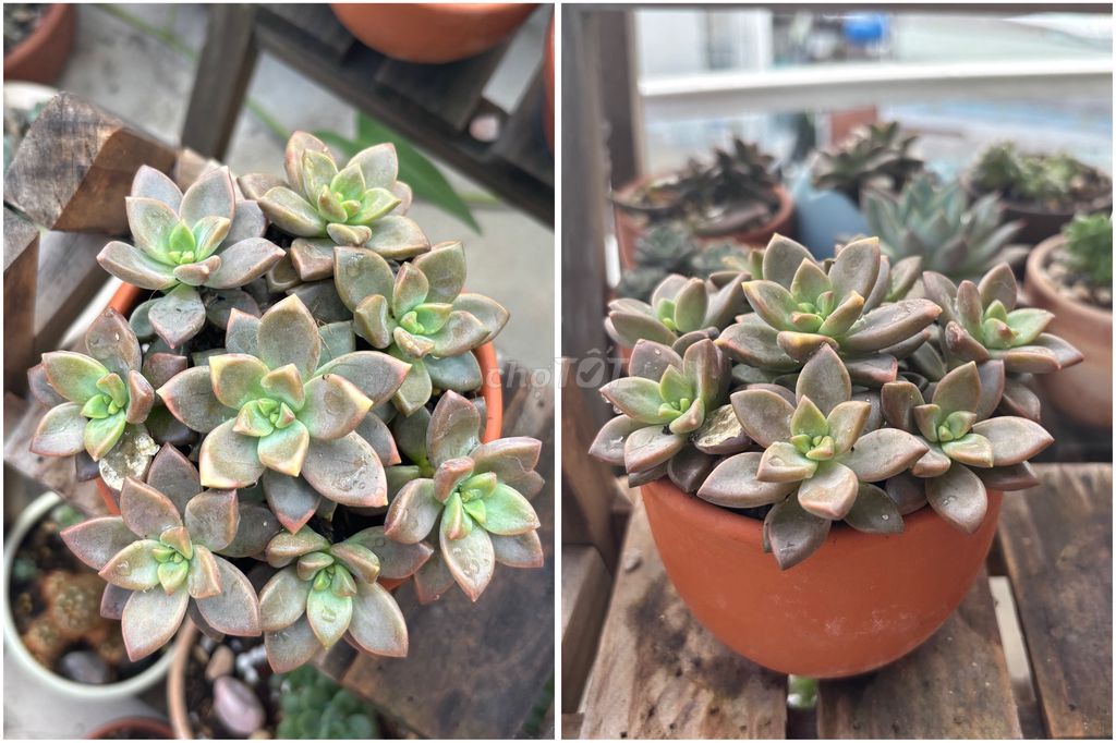 Sen đá chậu đất nung. Mua bán Cây cảnh, đồ trang trí tại Quận 8 Tp Hồ Chí Minh được đăng bởi Bích Ngọc Đỗ hình 1