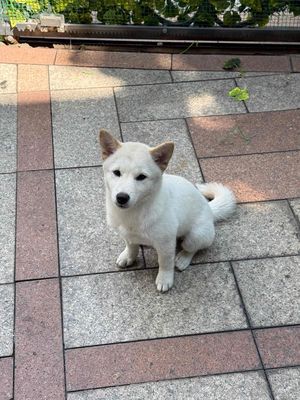Shiba inu ( nhật ) cái 4 tháng tuổi , màu trắng. Mua bán Chó tại Quận Bình Thạnh Tp Hồ Chí Minh được đăng bởi Kiều Anh Trương 