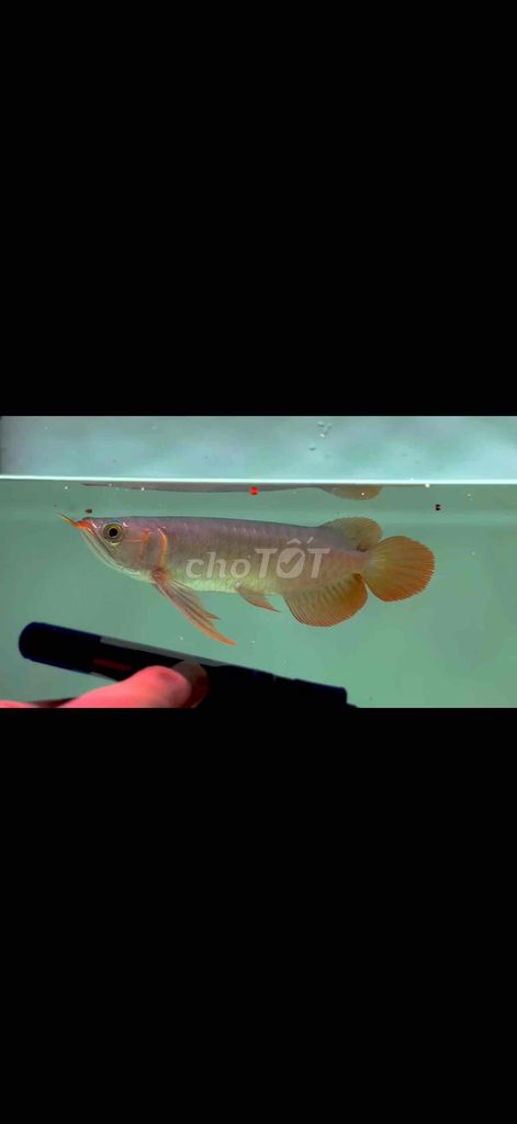 Huyết Long Sepauk. Mua bán Thú cưng khác tại Quận 11 Tp Hồ Chí Minh được đăng bởi Arowana  hình 1