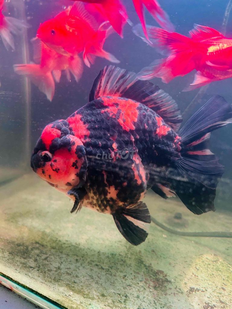Cá Oranda Đen đỏ Lớn. Mua bán Thú cưng khác tại Huyện Trà Ôn Vĩnh Long được đăng bởi Quốc Thuận hình 1