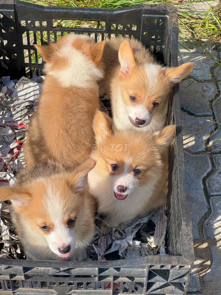 Chó Corgi mông bụ đẹp. Mua bán Chó tại Quận Cẩm Lệ Đà Nẵng được đăng bởi Anh Pet Shop hình 1