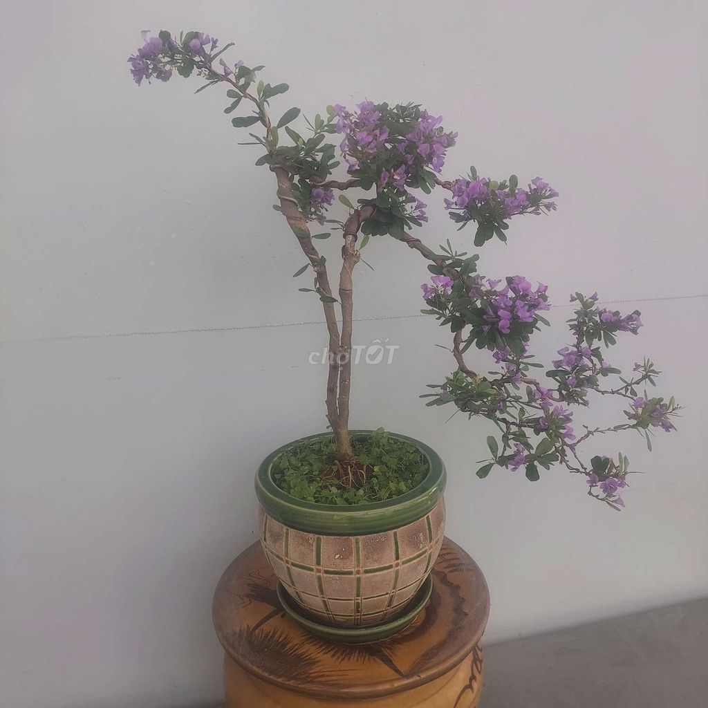 Sam bonsai để bàn siêu bông