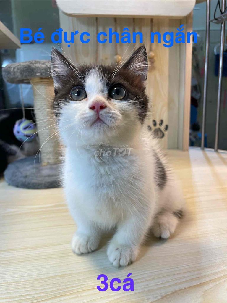 bé mèo anh lông ngắn Nhà đẻ. Mua bán Mèo tại Thành phố Thủ Đức Tp Hồ Chí Minh được đăng bởi yen hình 1
