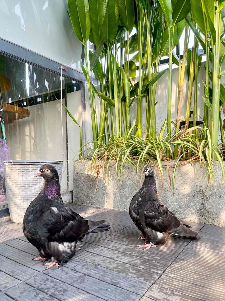 Chim bồ câu Đen. Mua bán Chim tại Quận Gò Vấp Tp Hồ Chí Minh được đăng bởi nguyễn thanh sang hình 1