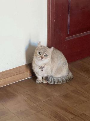 Mèo Munchkin cái Golden đã phối giống