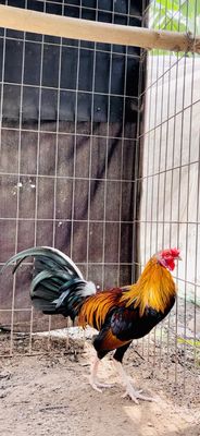 ĐIỀU CUBAN HÀNG ĐẦU CẦN GIỎI. Mua bán Gà tại Huyện Củ Chi Tp Hồ Chí Minh được đăng bởi Gà Đá Củ Chi