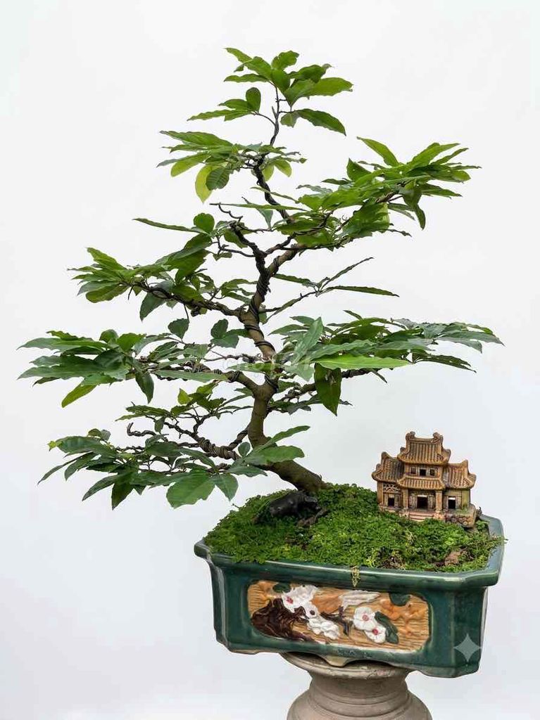 Mai vàng bonsai Huế thuần chậu lâu năm. Mua bán Cây cảnh, đồ trang trí tại Thành phố Huế Thừa Thiên Huế được đăng bởi Thông chef hình 1