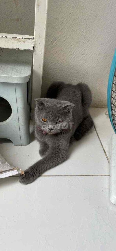 MÈO ALN. Mua bán Mèo tại Quận 7 Tp Hồ Chí Minh được đăng bởi Trường Vi hình 1