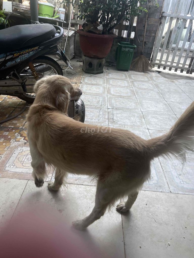 Chó Golden Retriever Vàng. Mua bán Chó tại Quận Cẩm Lệ Đà Nẵng được đăng bởi Trịnh Ngọc hình 1