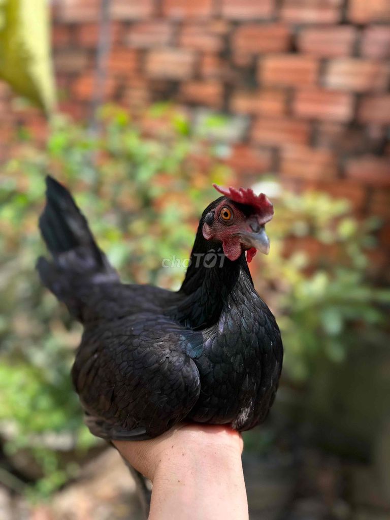 Gà Mỹ mái màu Đen. Mua bán Gà tại Thành phố Long Xuyên An Giang được đăng bởi Nhut Truong hình 1
