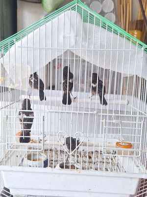 Chích chòe đất con. Mua bán Chim tại Quận Gò Vấp Tp Hồ Chí Minh được đăng bởi Kiểu Chim Cảnh