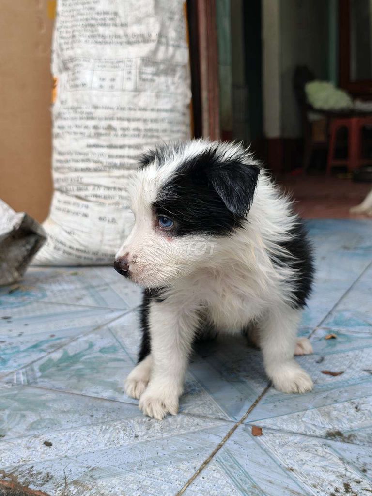 Chó Border Collie. Mua bán Chó tại Thành phố Cao Bằng Cao Bằng được đăng bởi Triệu Hồng Đạt hình 1