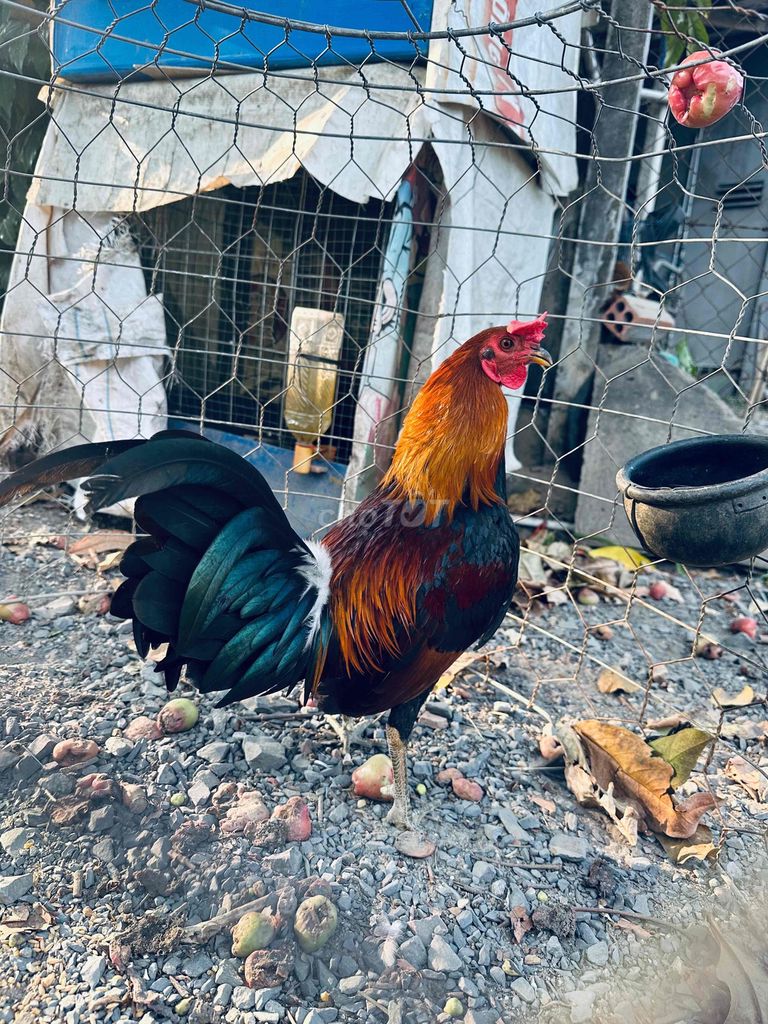 tre điều 1kg4. Mua bán Gà tại Huyện Dầu Tiếng Bình Dương được đăng bởi Kim phi hình 1