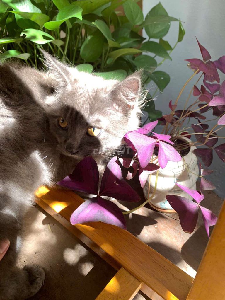 Mèo Maincoon from toz hiếu động, rất tình cảm . Mua bán Mèo tại Quận Nam Từ Liêm Hà Nội được đăng bởi Kien Ngo hình 1